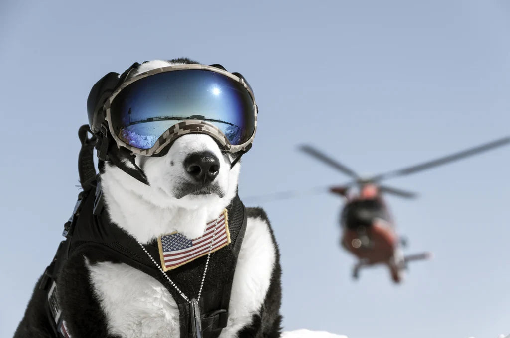 Trekrov⢠Dog Goggles Anti-UV Sun Glasses Eyewear Protection