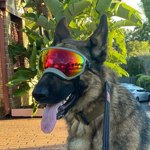 Trekrov™ Dog Goggles Anti-UV Sun Glasses Eyewear Protection