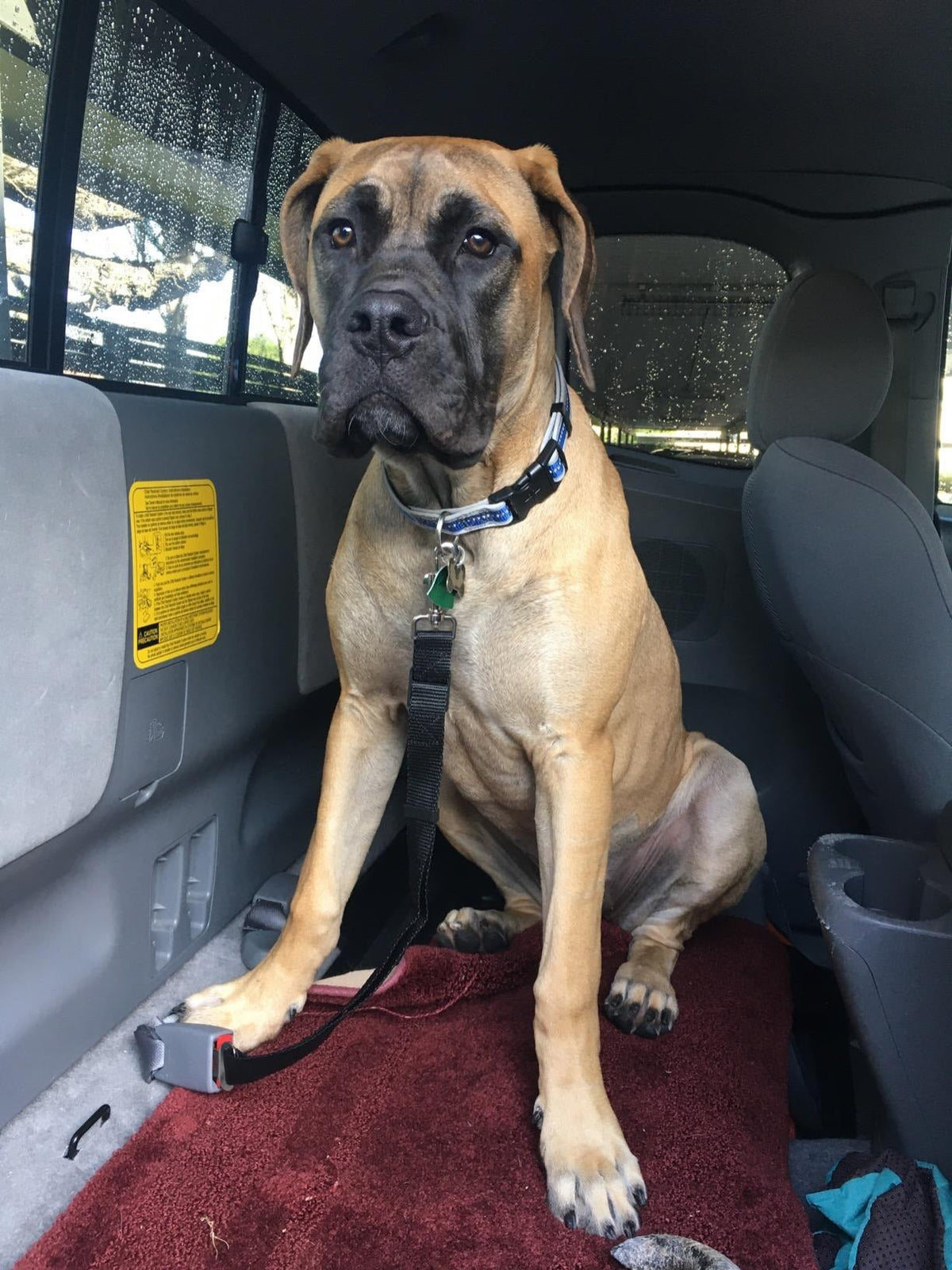 TREKROV™ Car Safety Belt For Dogs