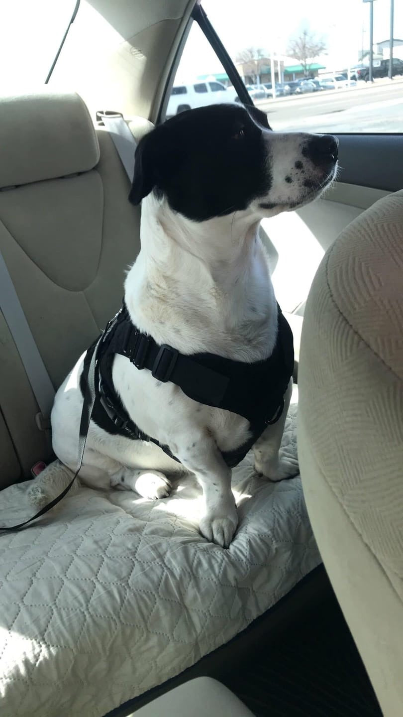 TREKROV™ Car Safety Belt For Dogs